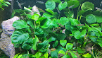 ANUBIAS BARTERI ROUND LEAF