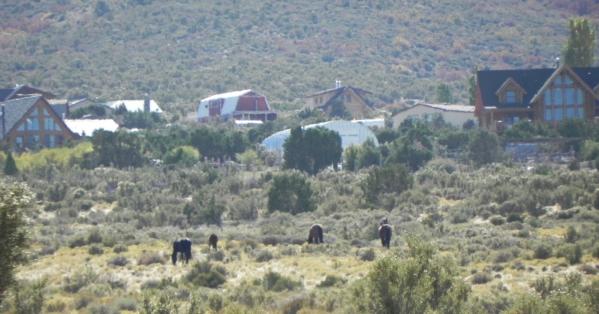 Cold Creek Wild Horses to Cold Creek Nevada