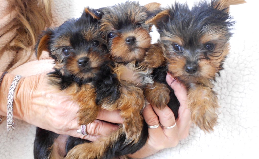The Heavenly Yorkies TeaCup Litter 8 weeks