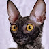10 Interesting Facts about Cornish Rex Cats