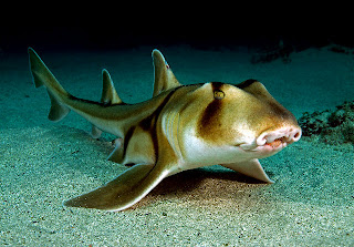 horn shark