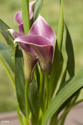 Cala (Zantedeschia)