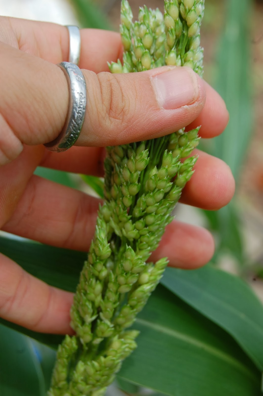 Texas Rebel Girl Hamster Plant?