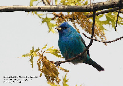 Bird That Sounds Like A Cat In Distress Bird That Sounds Like A Cat In Distress