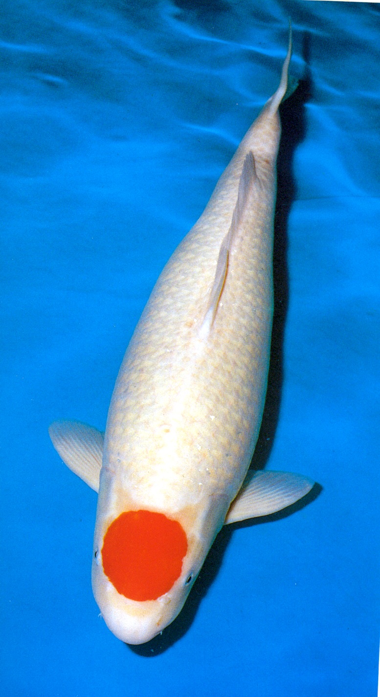 I Spy Animals The Fish That Lived For 226 Years