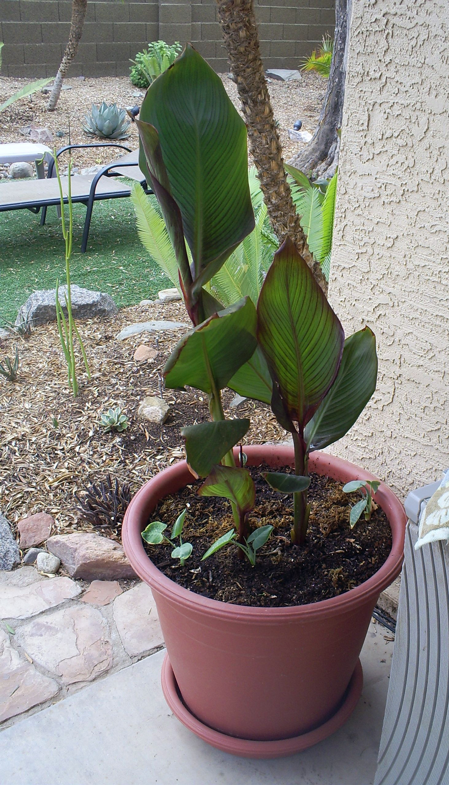 Brad's Tropical Paradise Container gardening in the desert