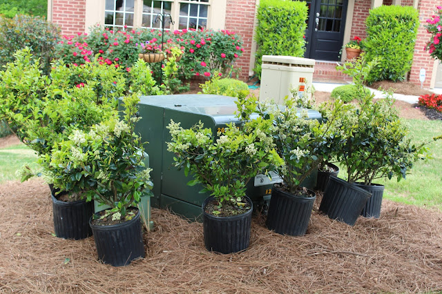 David + Jen = Max: Spring Planting Weekend!