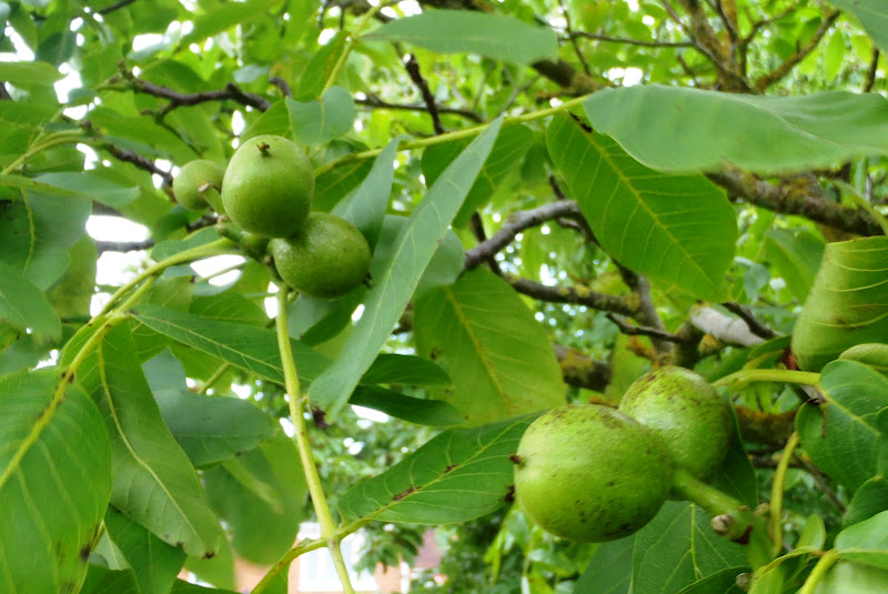 green cherries