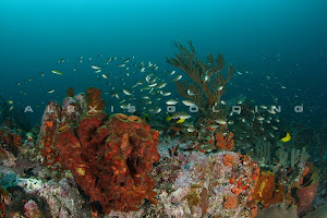 Arrecife de Coral