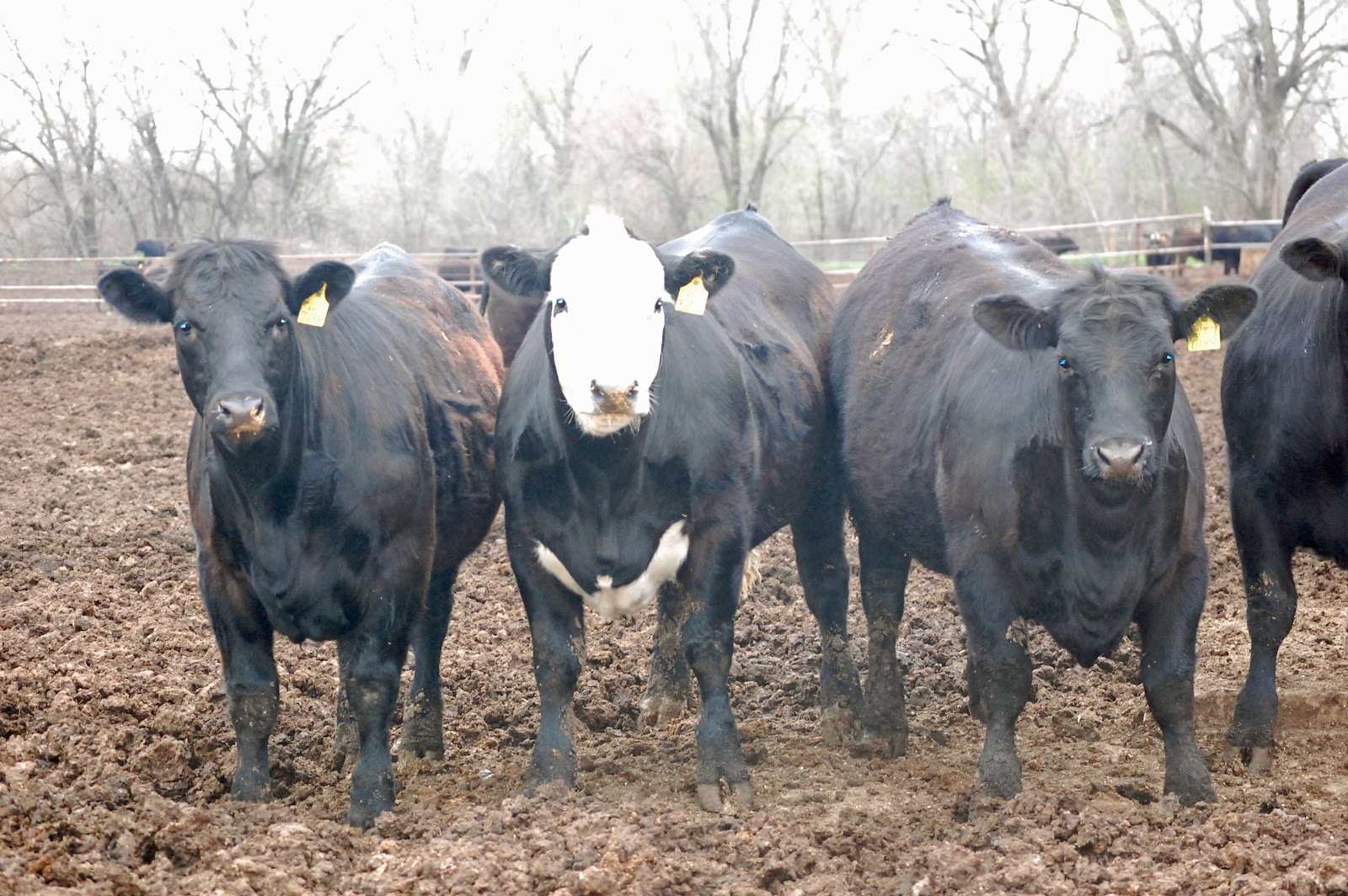 Peters Cattle Fat Cattle