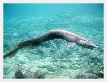 Frilled Shark Pictures