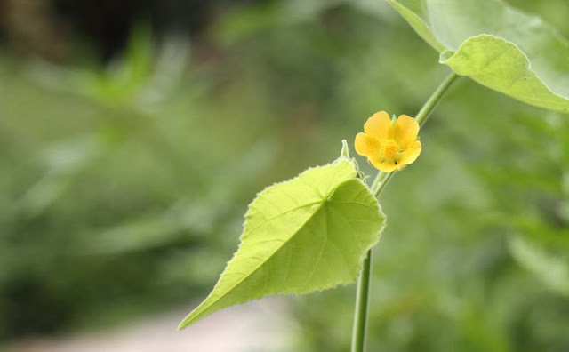 Indian Mallow Flowers