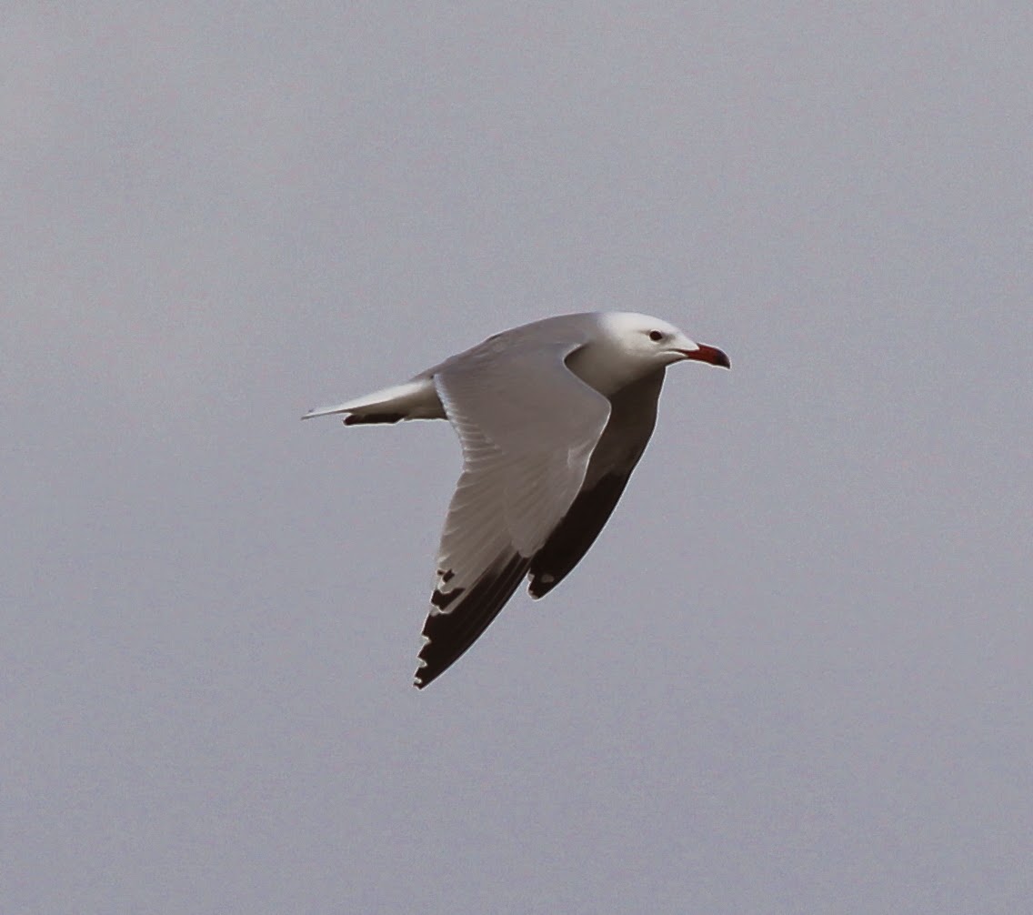 Auduoin's Gull, gull, flying, spain, med, rare timbobagginsabroad, birds, travel, rare bird,
