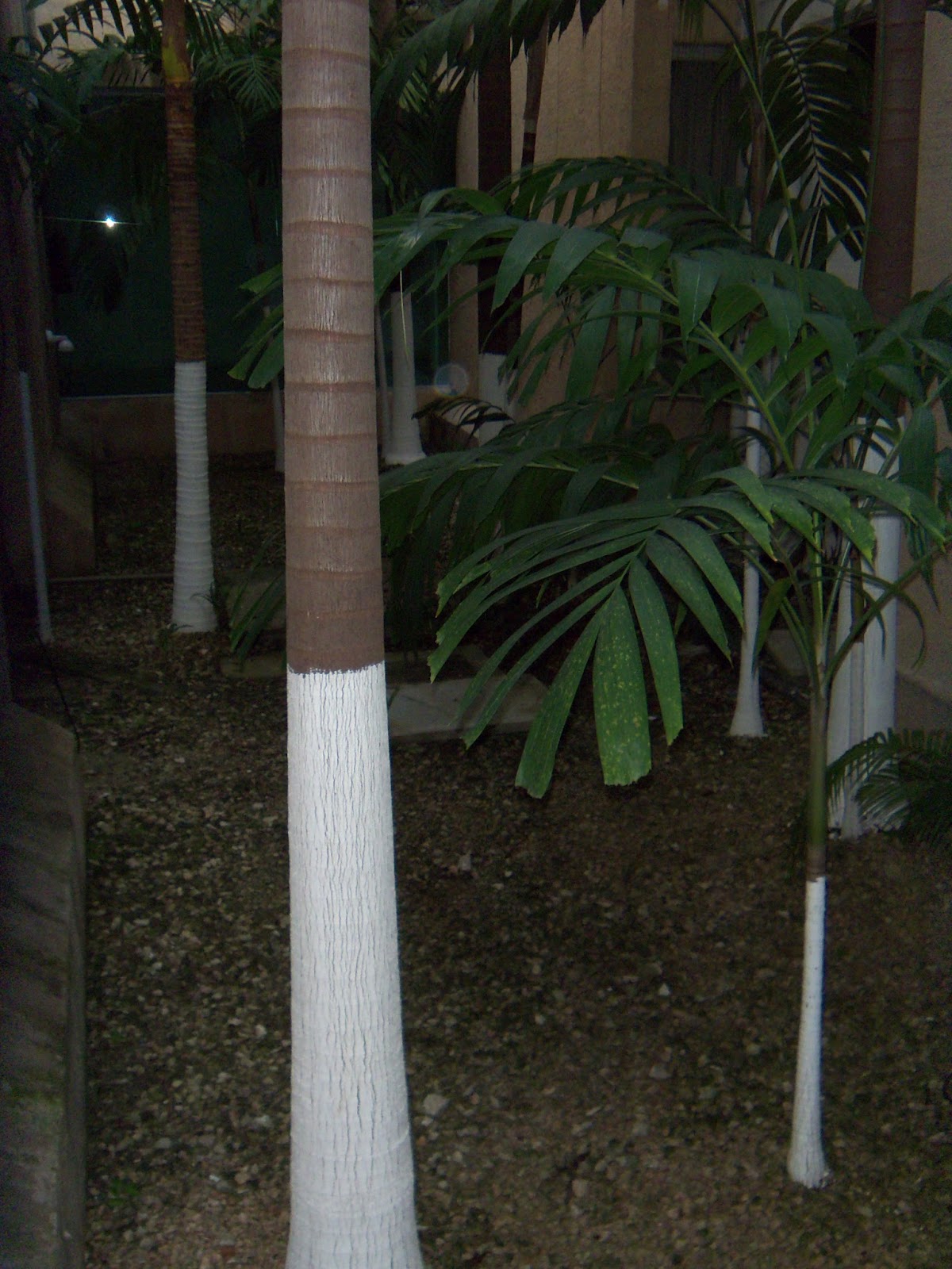 Casa del Gato Azul Why are the tree trunks white?