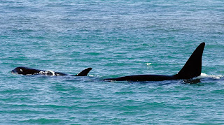 Las familias de Orcas de Península Valdés en Punta Norte