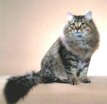 Siberian Cat Breed Photos
