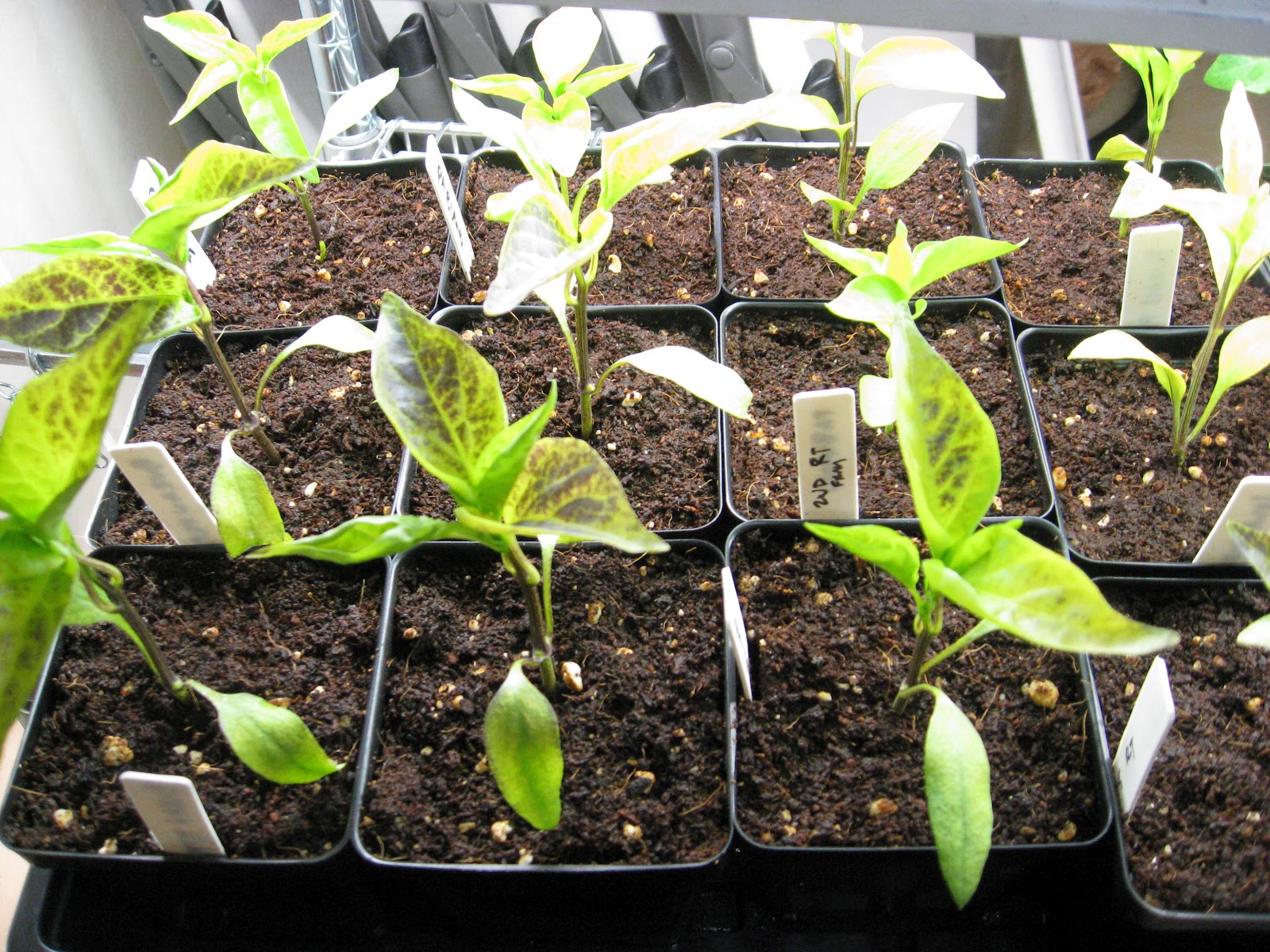 Suburban Gardeness Pepper Seedlings Turning Yellow