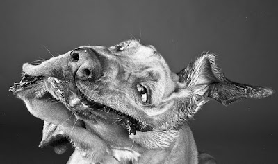 Прикольные собаки на фотографиях Carli Davidson