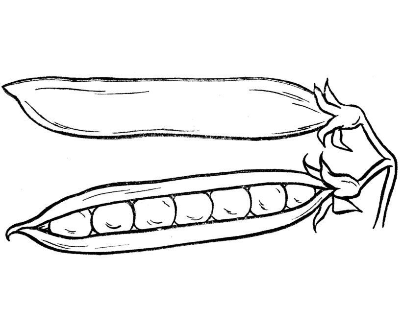 Green Peas Vegetable Coloring Pages