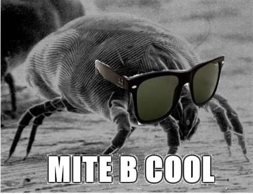 mite%20b%20cool.jpg