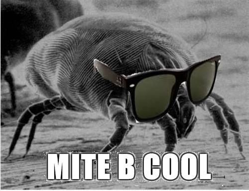 mite+b+cool.jpg