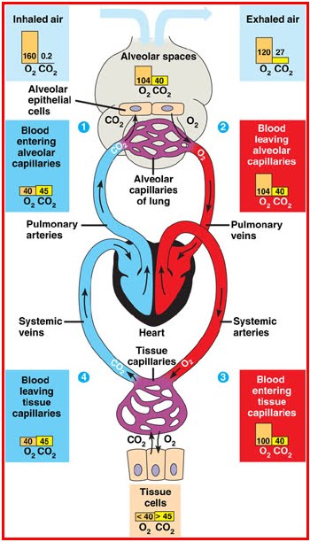 25 Gambar Poster Menjaga Kesehatan Organ Peredaran Darah Terlengkap Kumpulan Gambar Poster