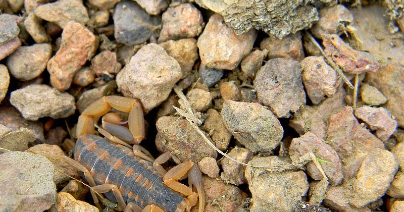 Tiny House Homestead OMG! Scorpions and How to Kill Them