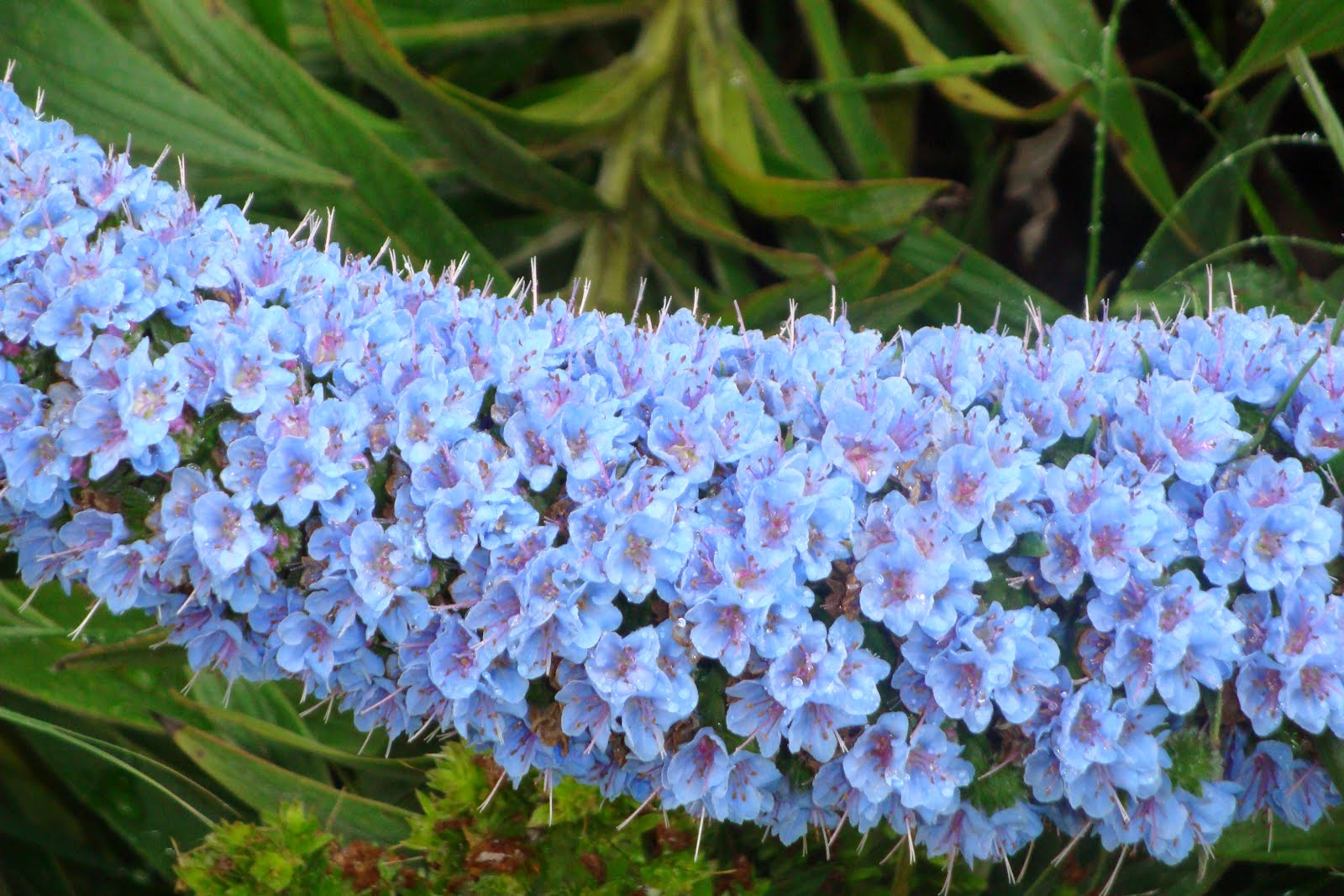 Kamp Kyburz Miss Rumphius