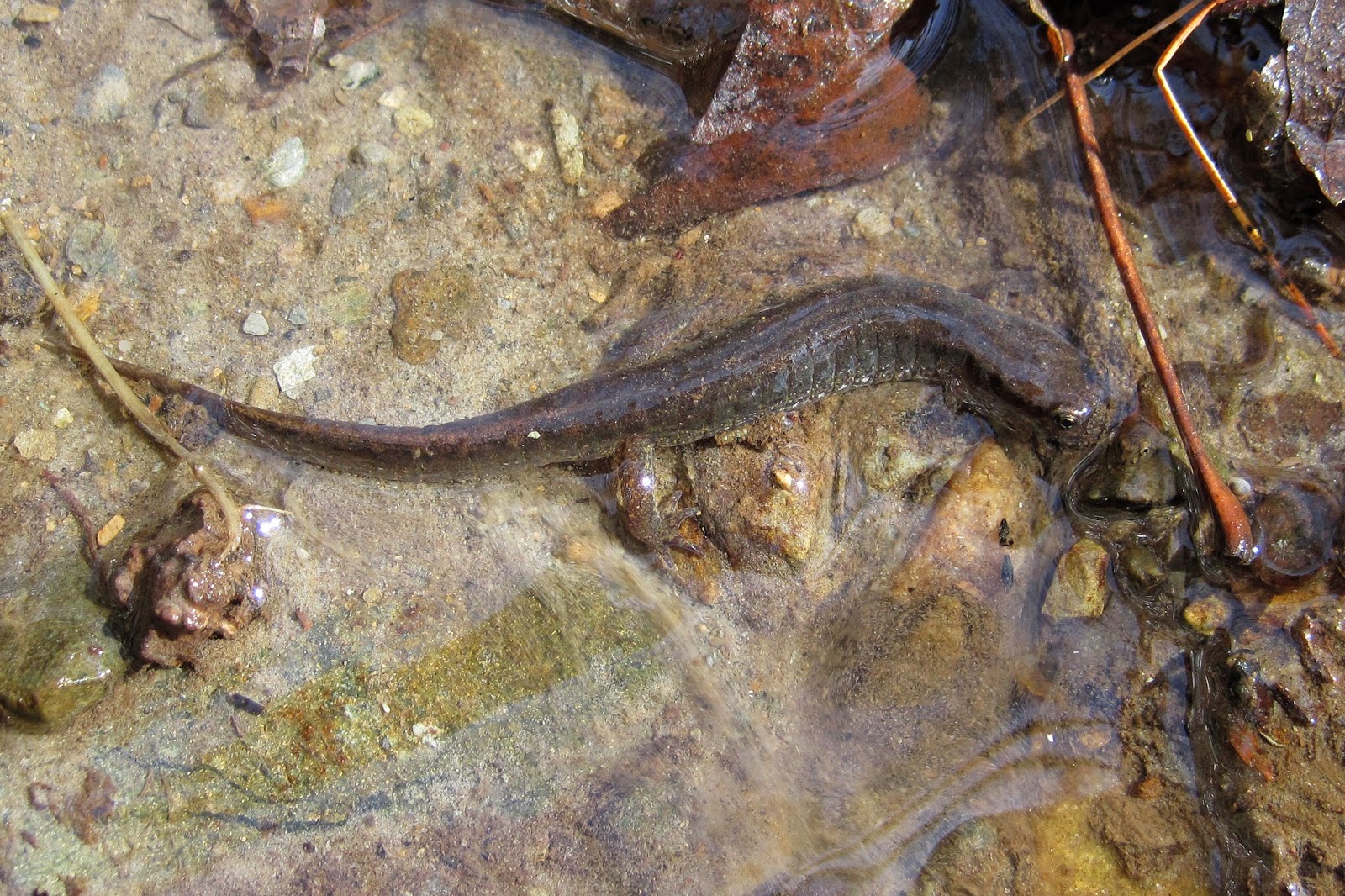 North Branch Nature Center Winter Salamanders