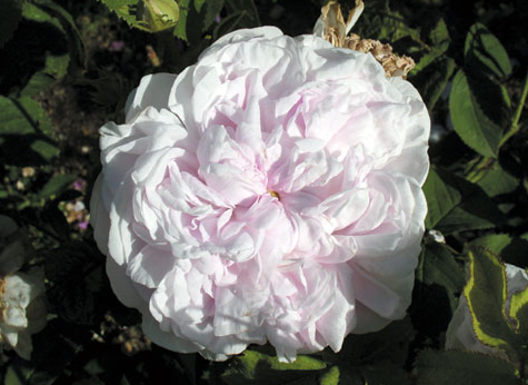 Rudolfs Park Historischer Rosen: Unterwegs