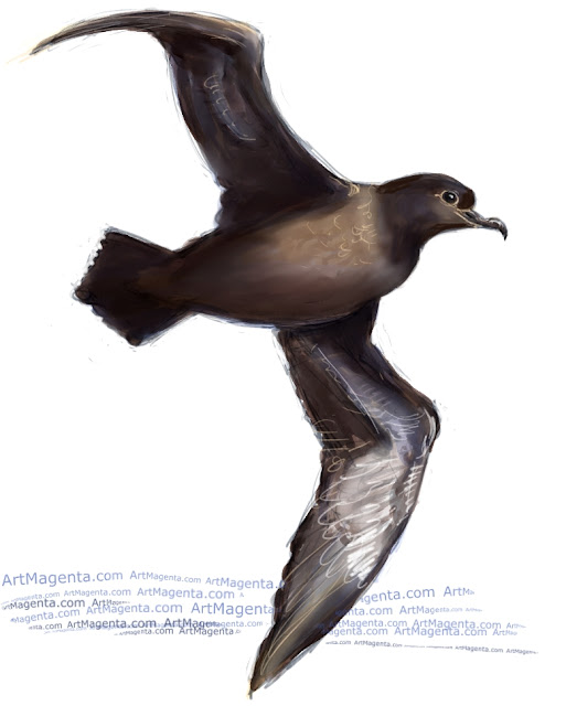 Sooty shearwater sketch painting. Bird art drawing by illustrator Artmagenta
