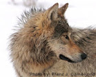 Wolf Delisting and Bad Policy Could Open the Door to