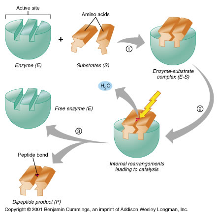 'Rancah Educating" komponenkomponen yan berperan dalam metabolisme