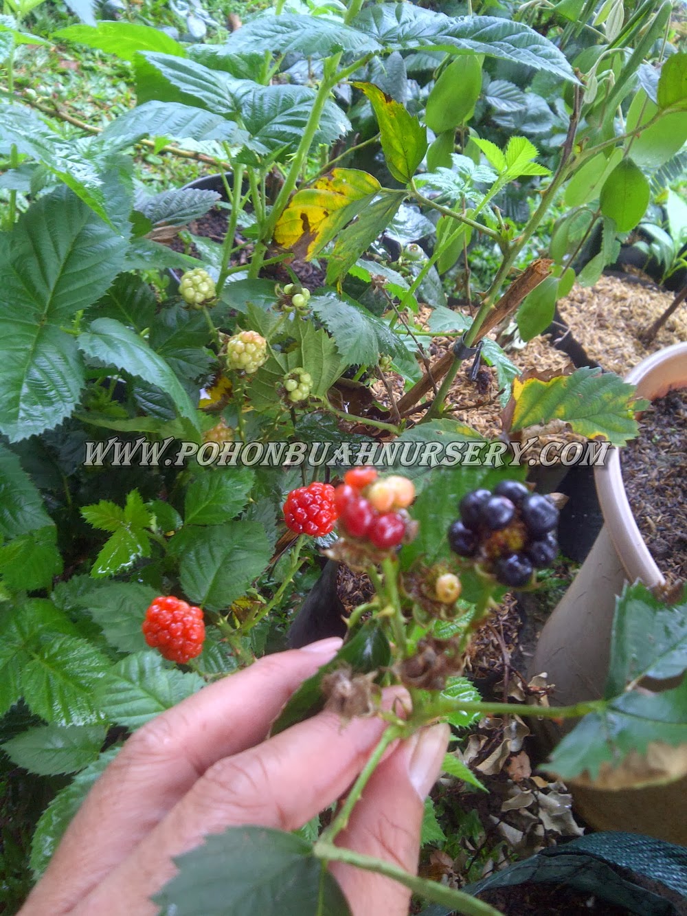 blackberry blackberry