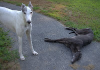 Blue and Bettina greyhound on hot asphalt