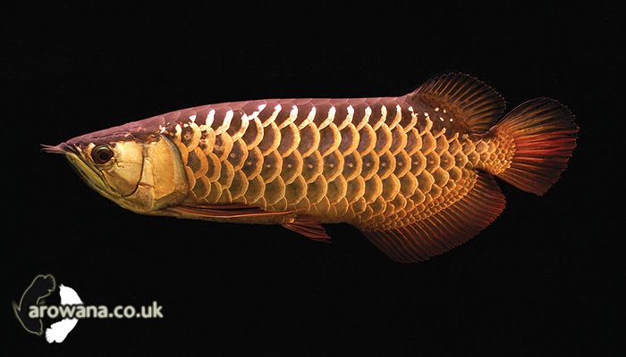 High Back Red Tail Golden Arowana Picture