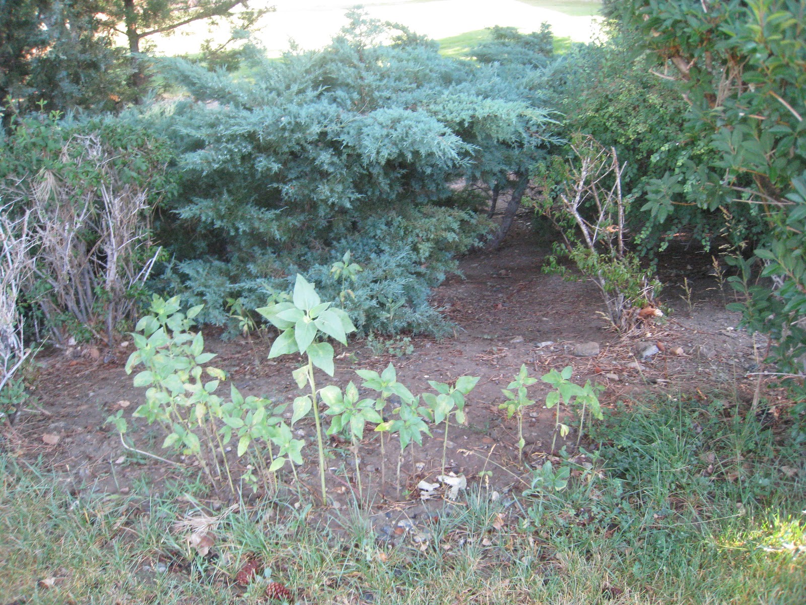 Growing a Sunflower Fort Teach Beside Me