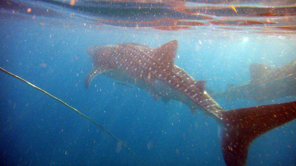 JustAboutAnywhere: Oslob, Cebu: Whale Shark Encounter