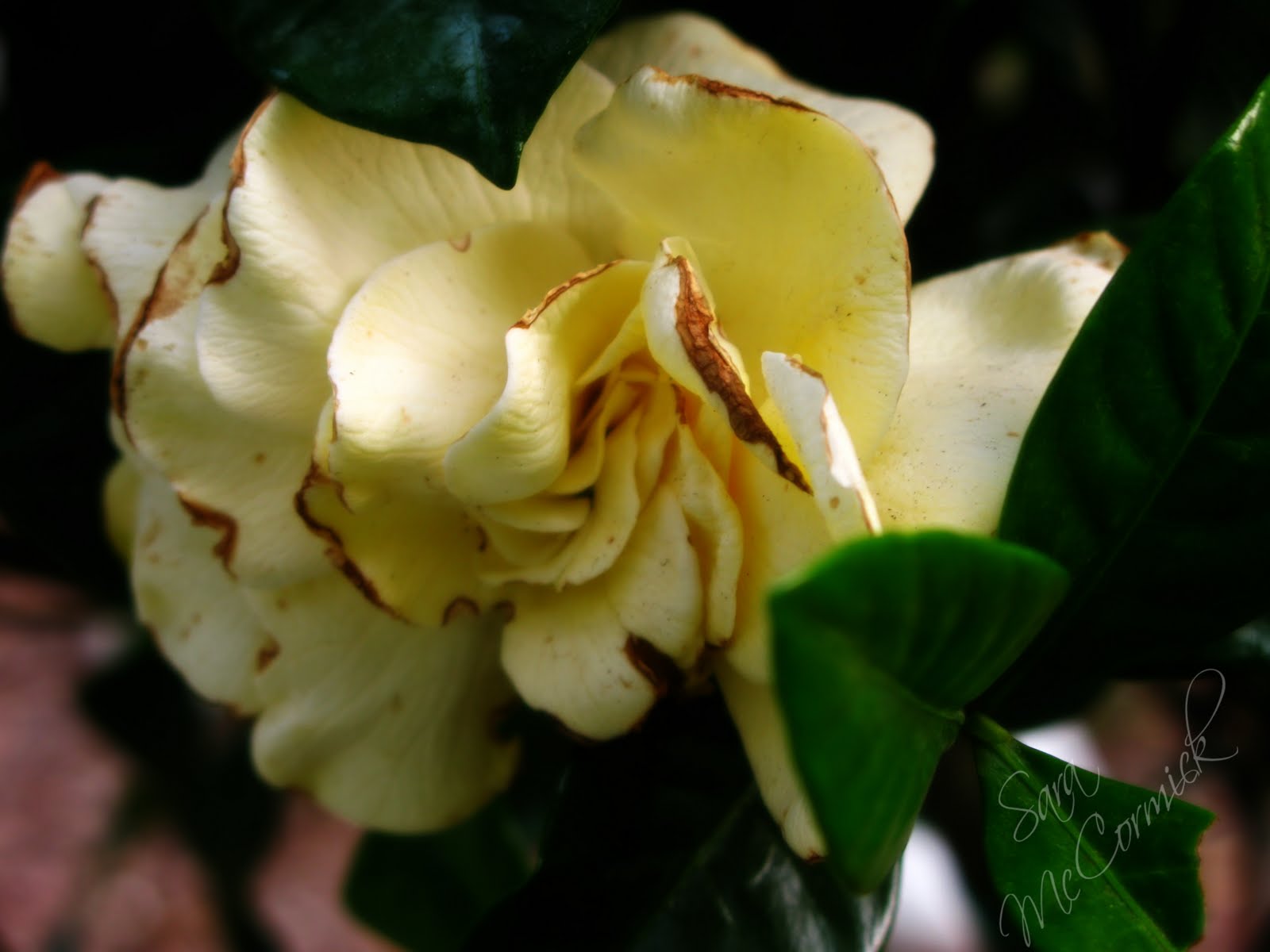 Bella deLuna Best smelling flower in the world