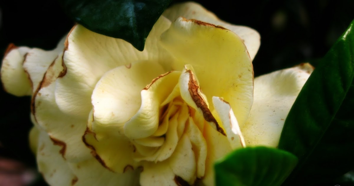 Bella deLuna Best smelling flower in the world