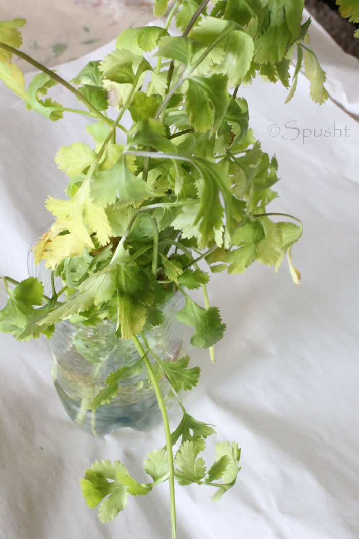 Spusht How to store coriander leaves and keep cilantro fresh