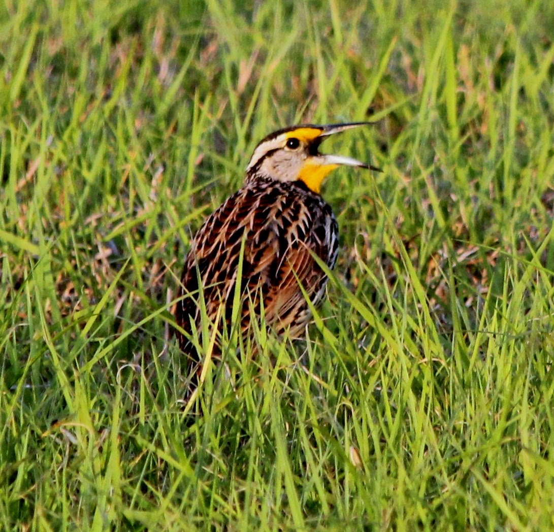 Parker's Barkers Meadowlarks at Sunset