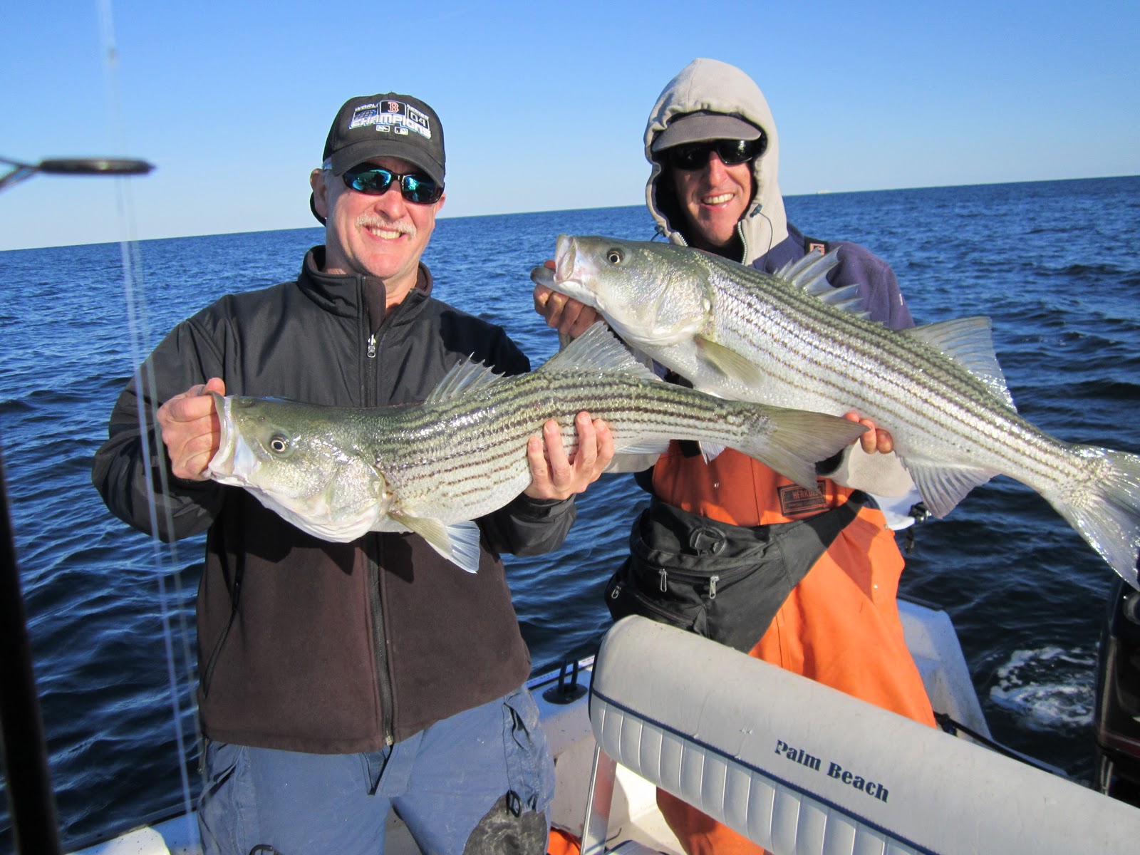 Rhode Island Striped Bass Fish EVERYWHERE