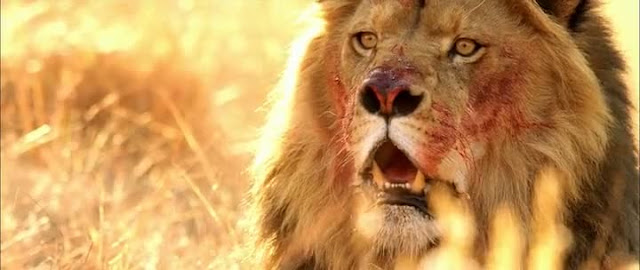 Eva Karera - Pornstar page - XVIDEOSCOM