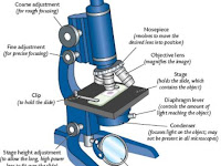 Compound Microscope Diagram Compound Microscope Diagram