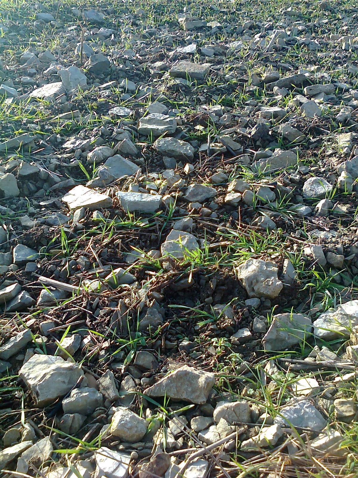 Selbstversorgung Fur Faulpelze 2013