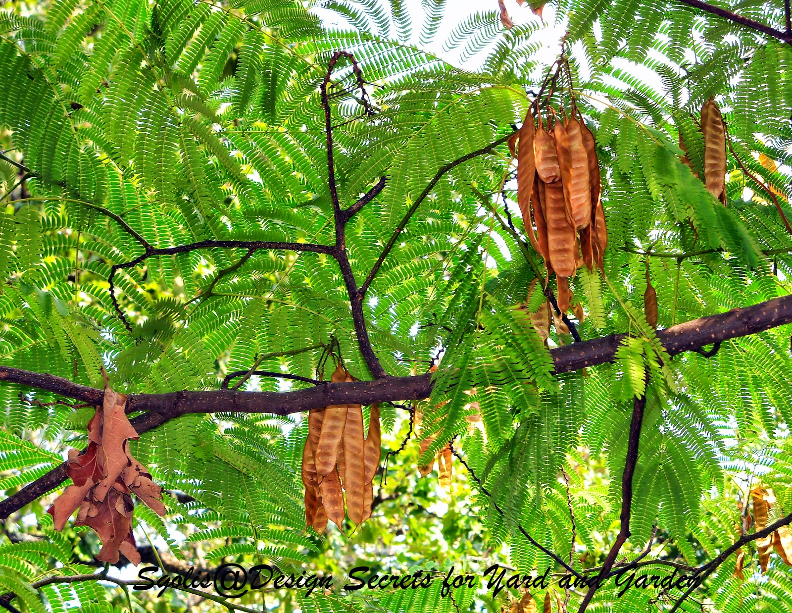 Yard and Garden Secrets Grow Persian Silk Tree from Seed