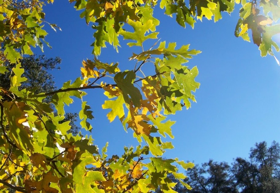 The 2 Minute Gardener Photo California Black Oak (Quercus kelloggii)