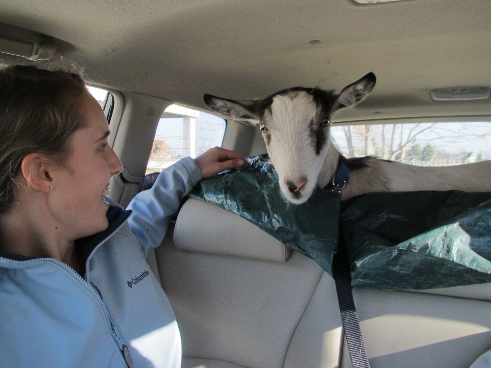 Goat In Car