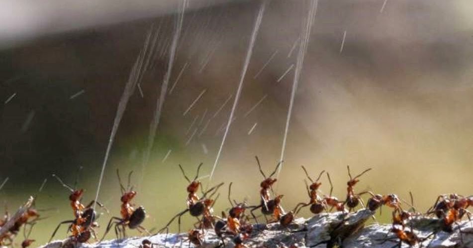 La coordinada guerra química de la hormiga roja de la madera